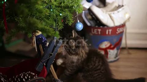 The kitten on the Christmas tree, Christmas stock video