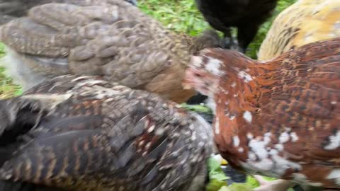 Lunchtime for the chickies.