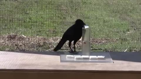 The ability to move water by a crow