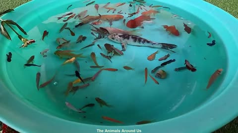 Tiger_Barb_Betta_Ram_Cichlid_Guppy_Koi_Carp_Fish_PingPong_Pearl_Scale_Goldfish_Catfish_animals_Video