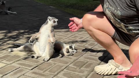 Man Hangs Out With Zoo Lemur