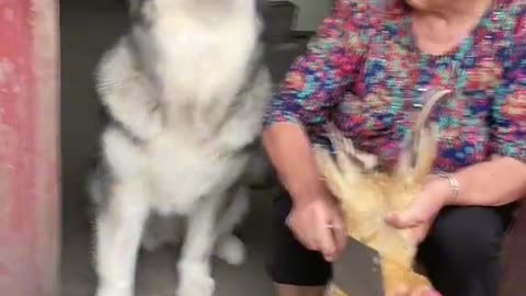 This Dogs Reaction Will Leave You Speechless(MUST WATCH)