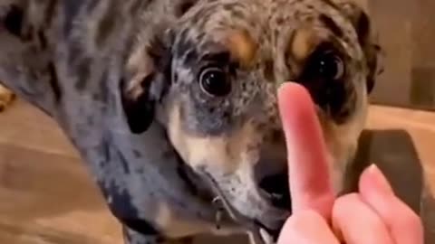 Dogs Reaction To The Middle Finger