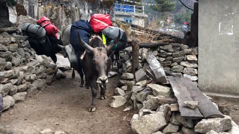 Yaks Nepal Trekking Yak Himalayan Tibetan