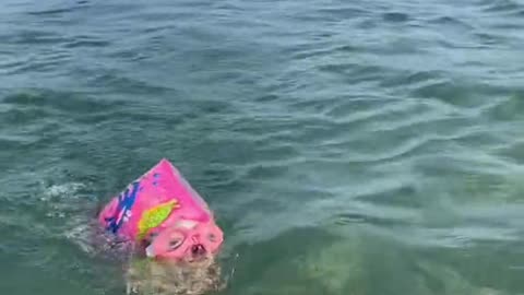 Chihuahua Swims With Goggles and Water Wing