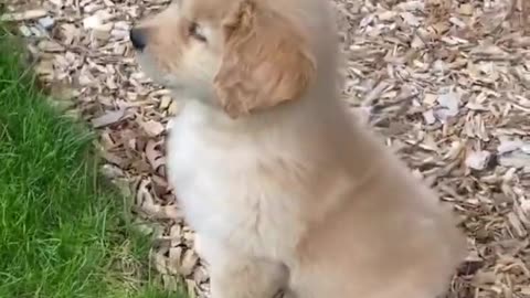 Cute puppy watches his friend running through the fence