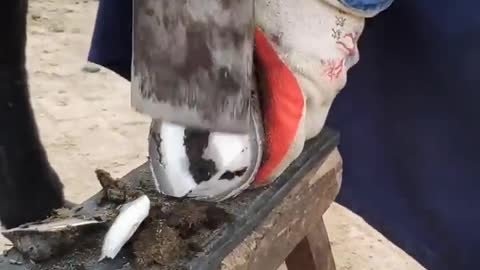 Horse hoof restoration | Horse hoof cleaning