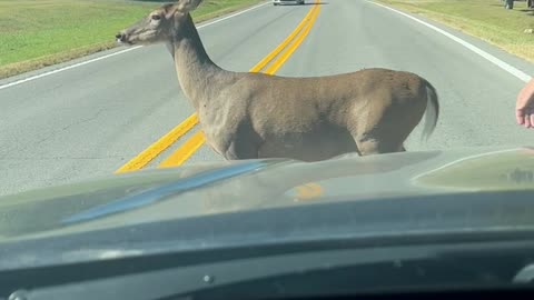 Friendly Deer Takes Her Time Crossing the Road