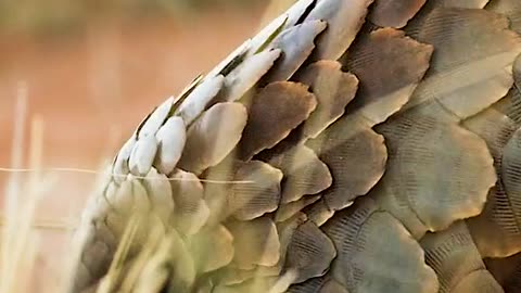 <> THE PANGOLIN <>