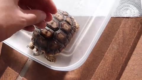 CÓMO BAÑAR UNA TORTUGA DE TIERRA?