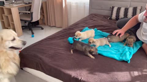 Golden Retriever Meets Puppies for the First Time