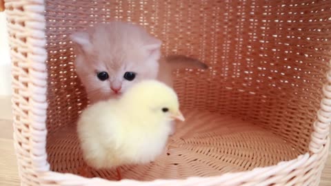 Kittens walk with a tiny chicken