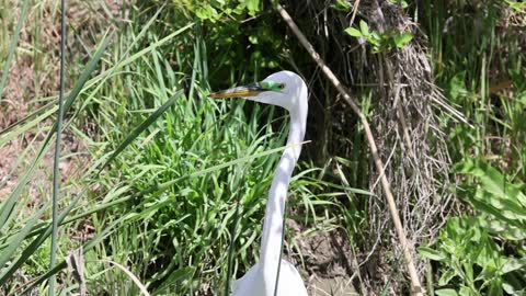 Great Egret