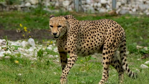 Impressiv walk of a Cheetah || Cheetah Pictures Wildlife