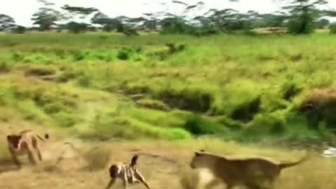 Hyenas trying to get their prey back are mobbed by lions