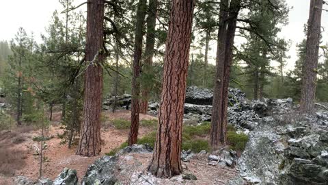 Volcanic Pine Panorama – Central Oregon – Edison Sno-Park – 4K