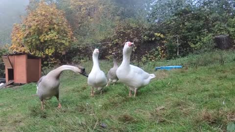 Pet Goose Hugs his Owner but Attacks Everyone Else