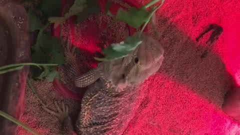 Bearded Dragon eating Cilantro