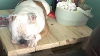 English Bulldog Busted