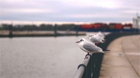 Seagulls Resting On A Steel Rail