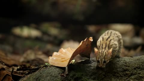 World's smallest cat 🐈- BBC