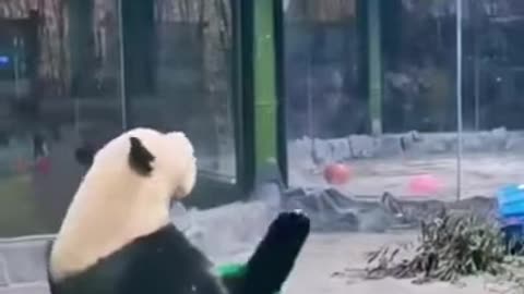 Panda Kungfu