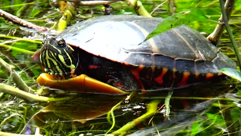 Painted Turtle