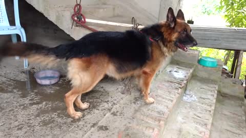 German Shepherd barking