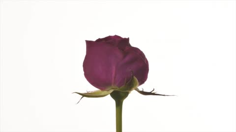 Rose bud opening into Red Rose flower time lapse