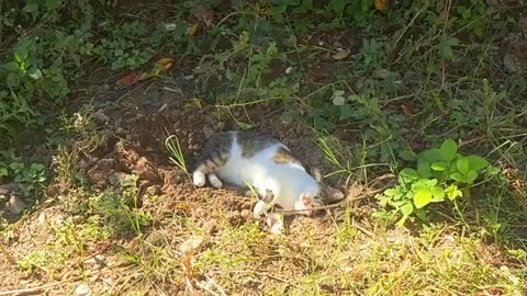 Cute cat resting.