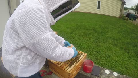 May 16, 2024 Hive Inspection Part II