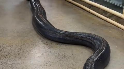 Look how beautiful this big reticulated python is in all black 😱😍