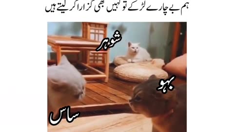 Cats funny video And fight with Mother in law daughter in law reacked The anger