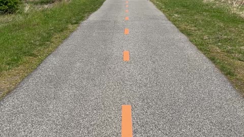 Territorial Turkey Does Circles with Cyclist