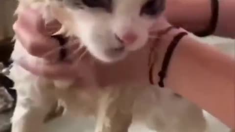 Watch These Disgruntled Cats Get the Most Unusual Beauty Treatment!#syl_vester #funny #ukraine #cat