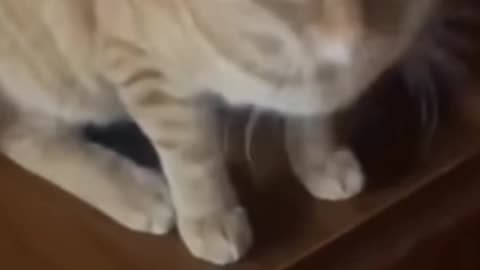 Cat funny videos 🤣