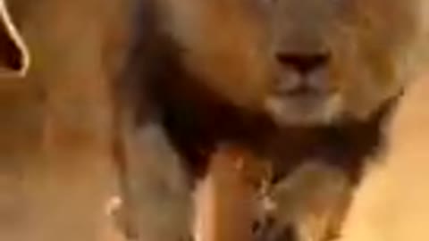 Animals videos Lion & Tigers viral videos