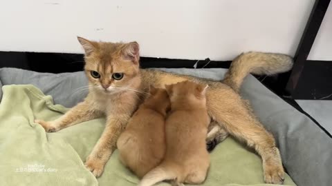 Ducks and roosters compete for custody of kittens!Mother cat's reaction is so funny and cute.