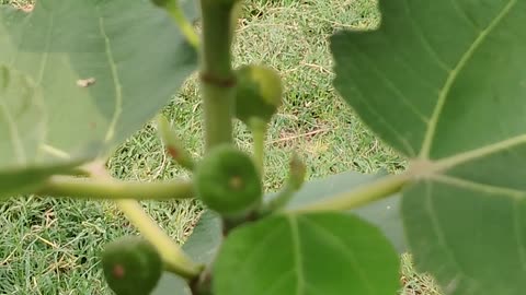 Figs plant| fig fruit| nature|I am nature lover