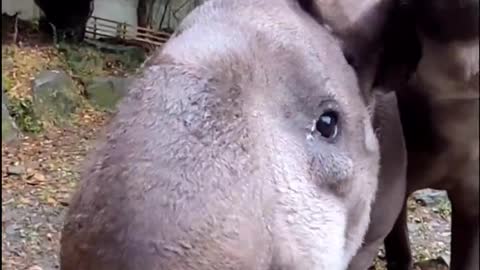 Tapir ASMR - Apple feast