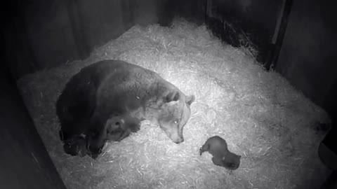 Bear cubs born in captivity