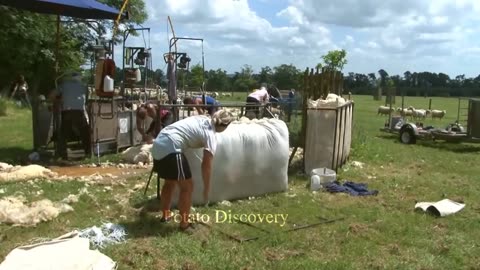 Smart Sheep Farm - Sheep Processing Technology That Are At Another Level