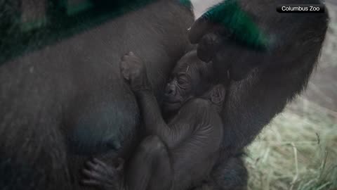 Gorilla mistaken as male gives birth at Columbus Zoo and Aquarium