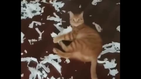 "Purr-fectly Mischievous: When Cats Take Pranks to the Next Level"