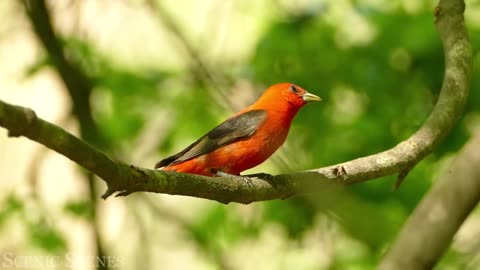 The Most Colorful Birds in 4K - Beautiful Birds Sound in the Forest Scenic Relaxation-720p