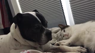 Cute cat adorably annoys doggy