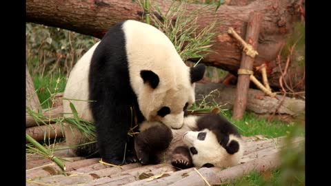 Funny Pandas being Pandas - #Cute Panda Compilation 001