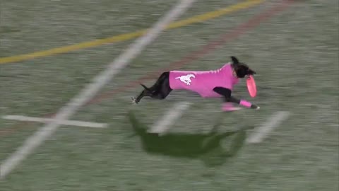 Dog sets record for longest catch during Canadian football game (00:27)