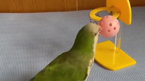 talented parrot knows exactly what he,s doing