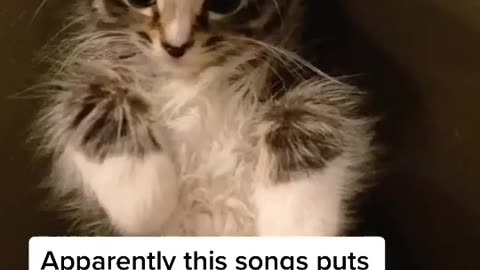 Apparently This Song Puts Cats To Sleep